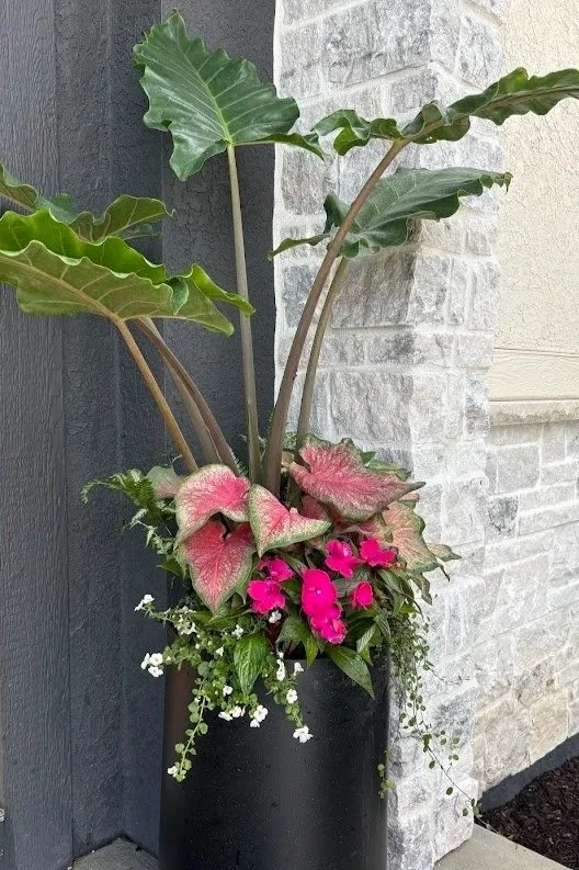 Potted plant with large green leaves and pink flowers, placed against a gray wall and brick wall.
