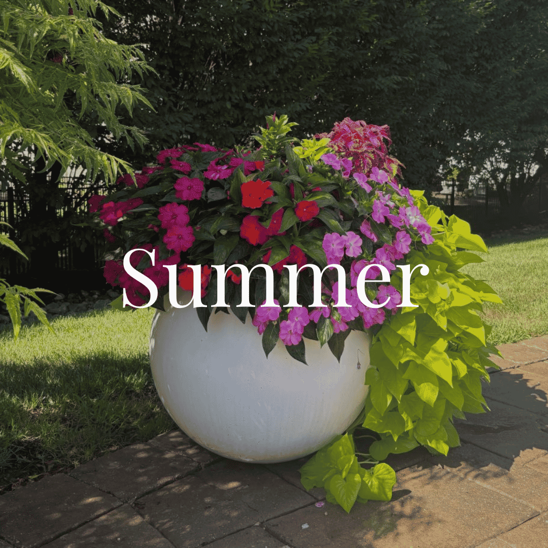 Summer.png