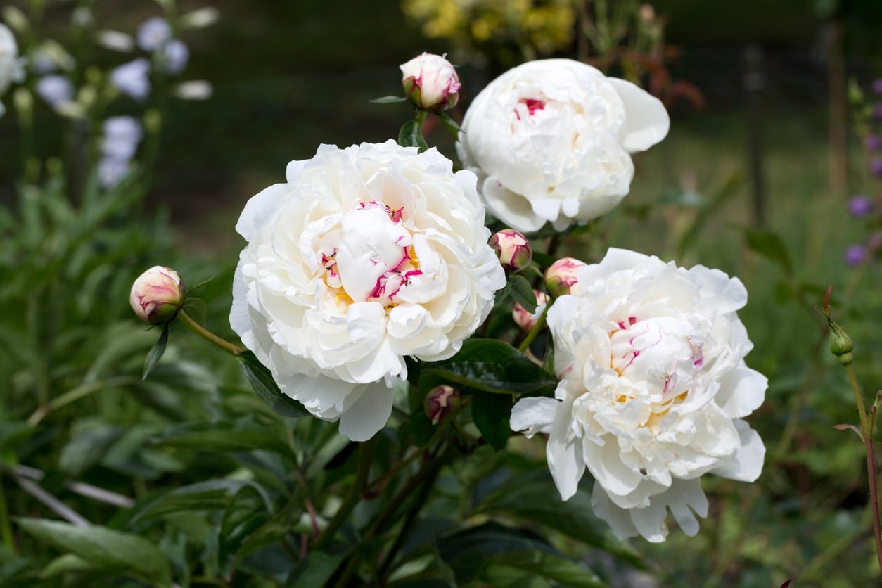 peony.jpeg