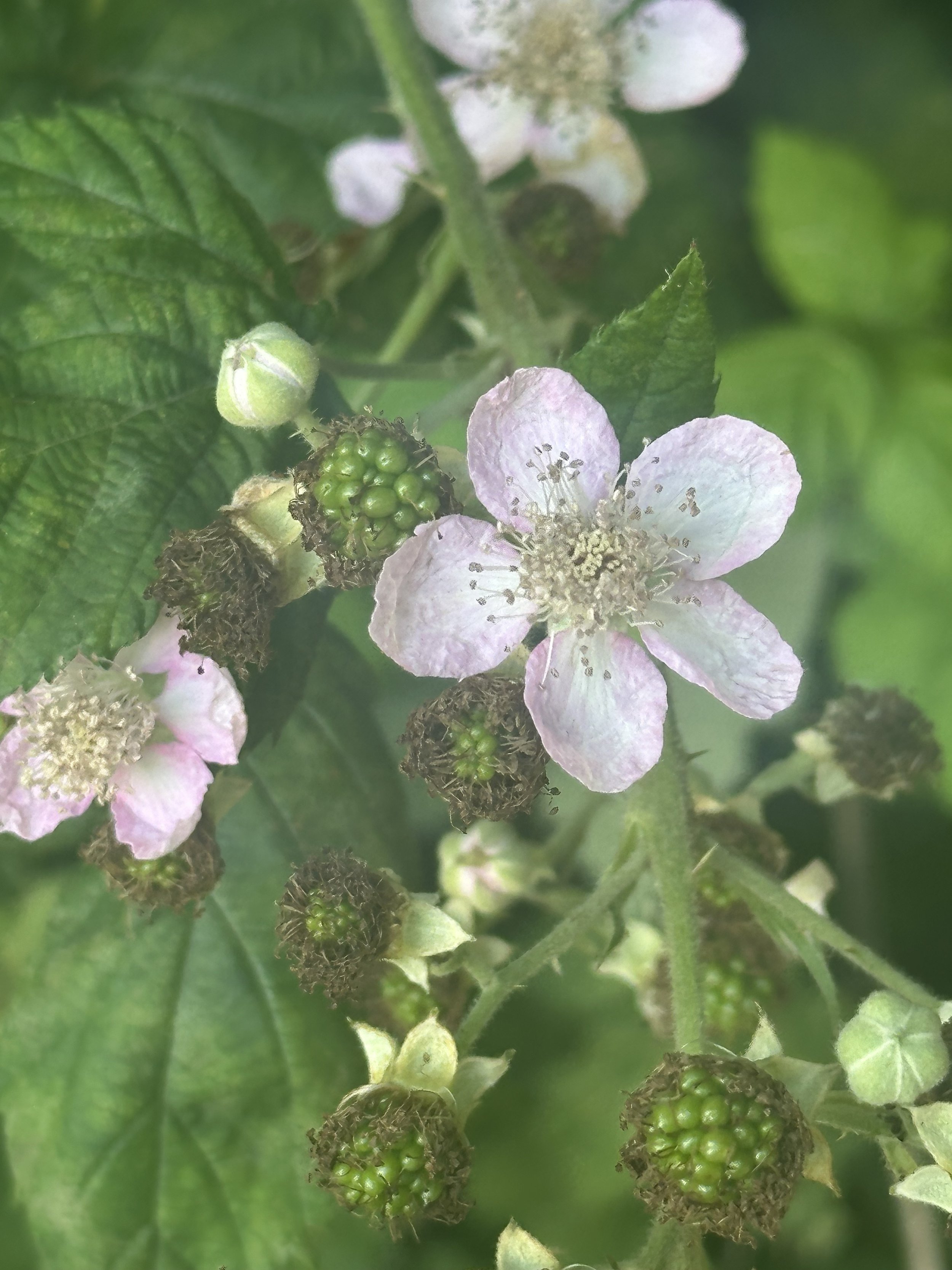 Flower Essence Therapy