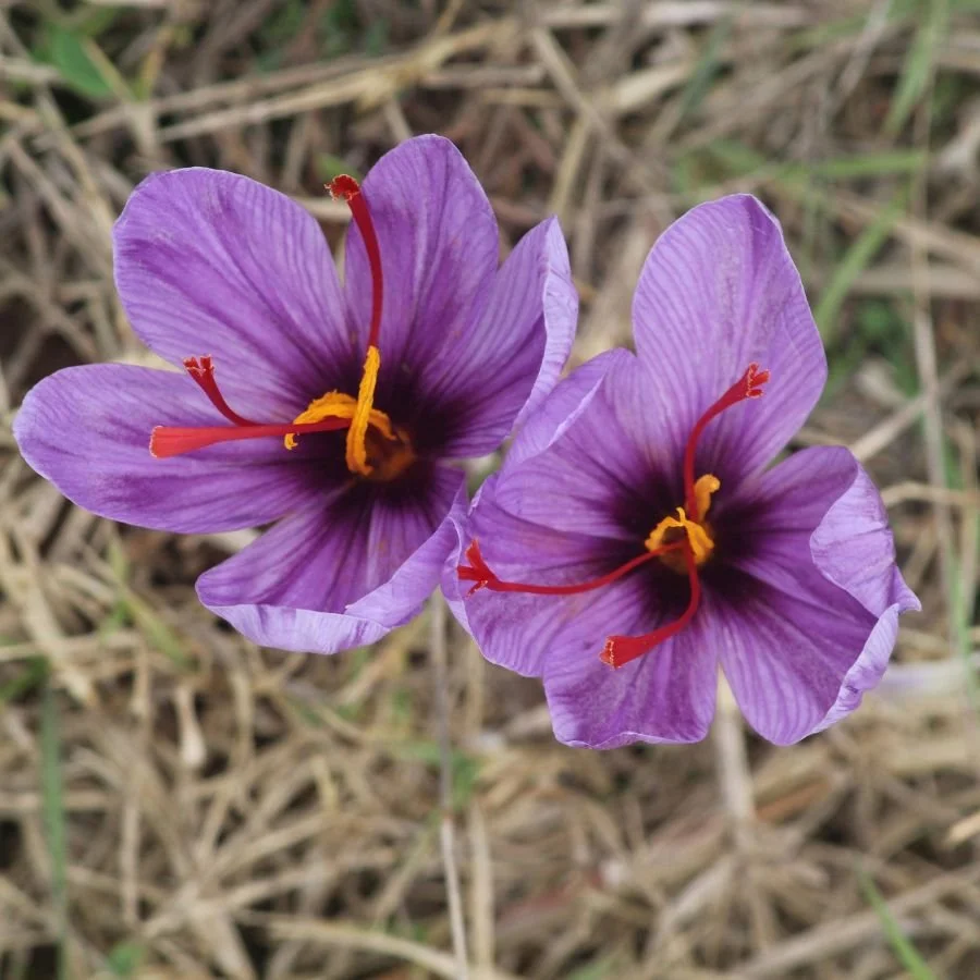 Untitled design-21.jpg