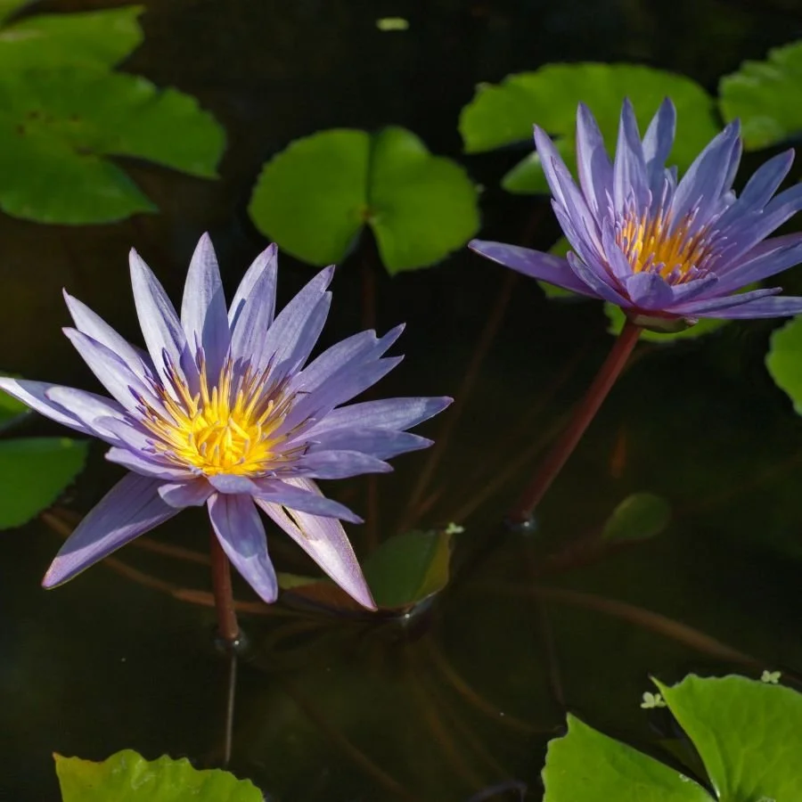 Untitled design-15.jpg