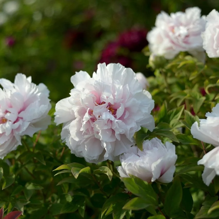 Untitled design-17.jpg