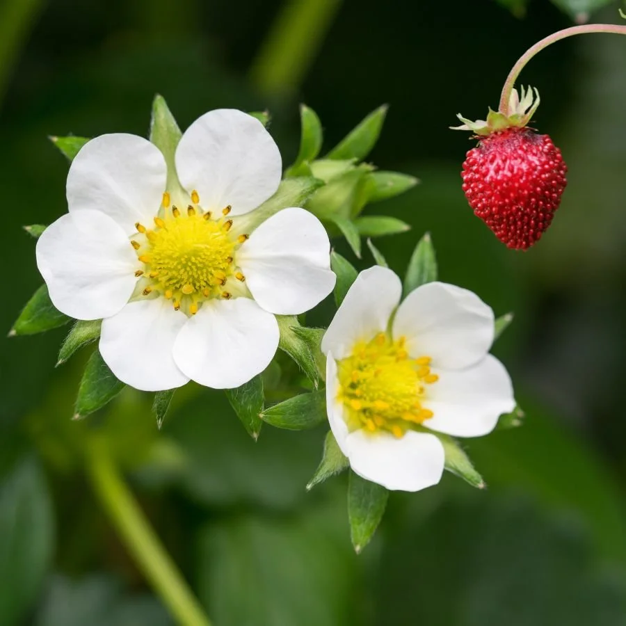 Strawberry Flower Essence