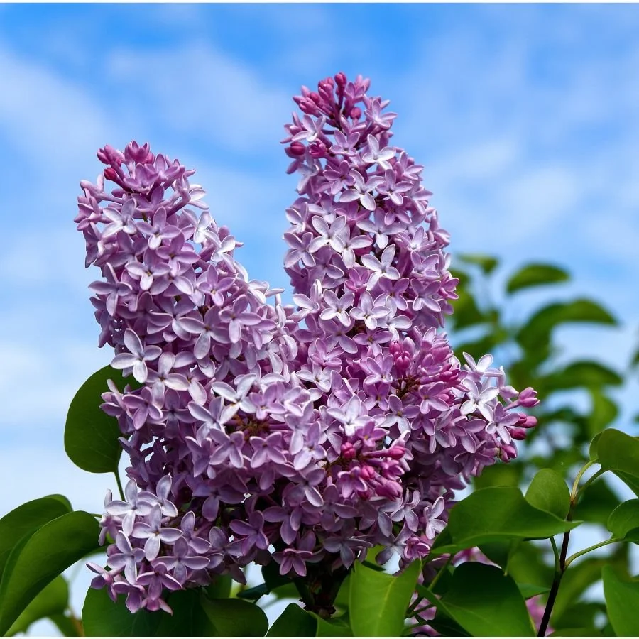 Untitled design-18.jpg