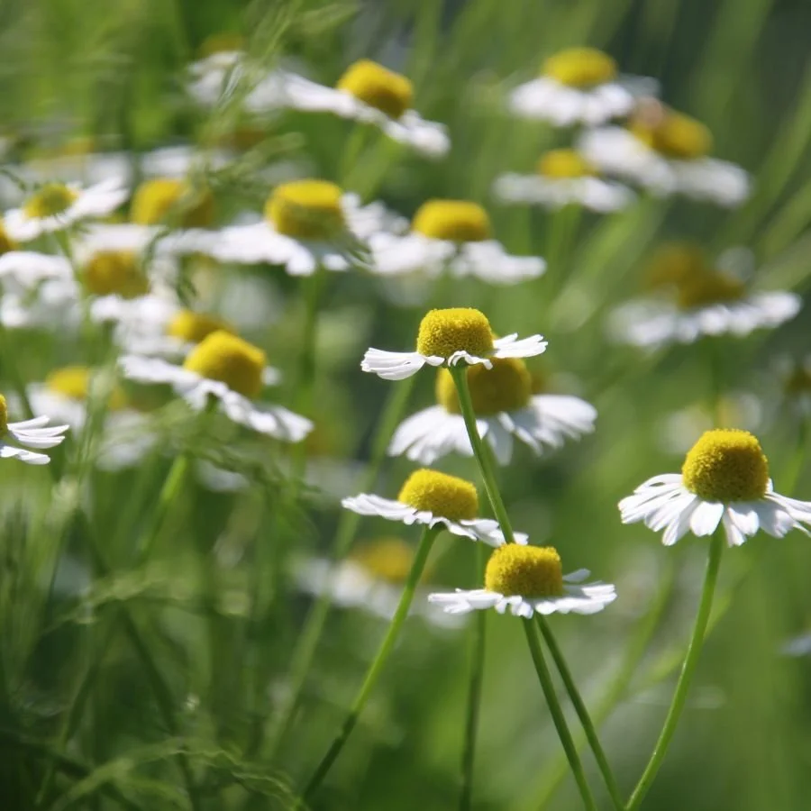 Untitled design-19.jpg