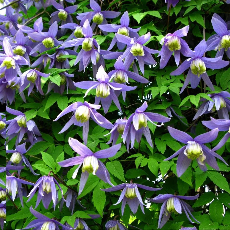 Untitled design-22.jpg