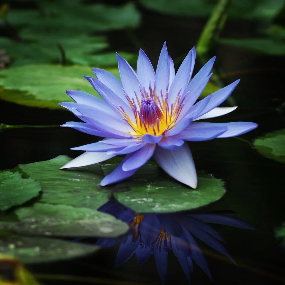blue lotus flower in bloom full flower tea dreams stress calm