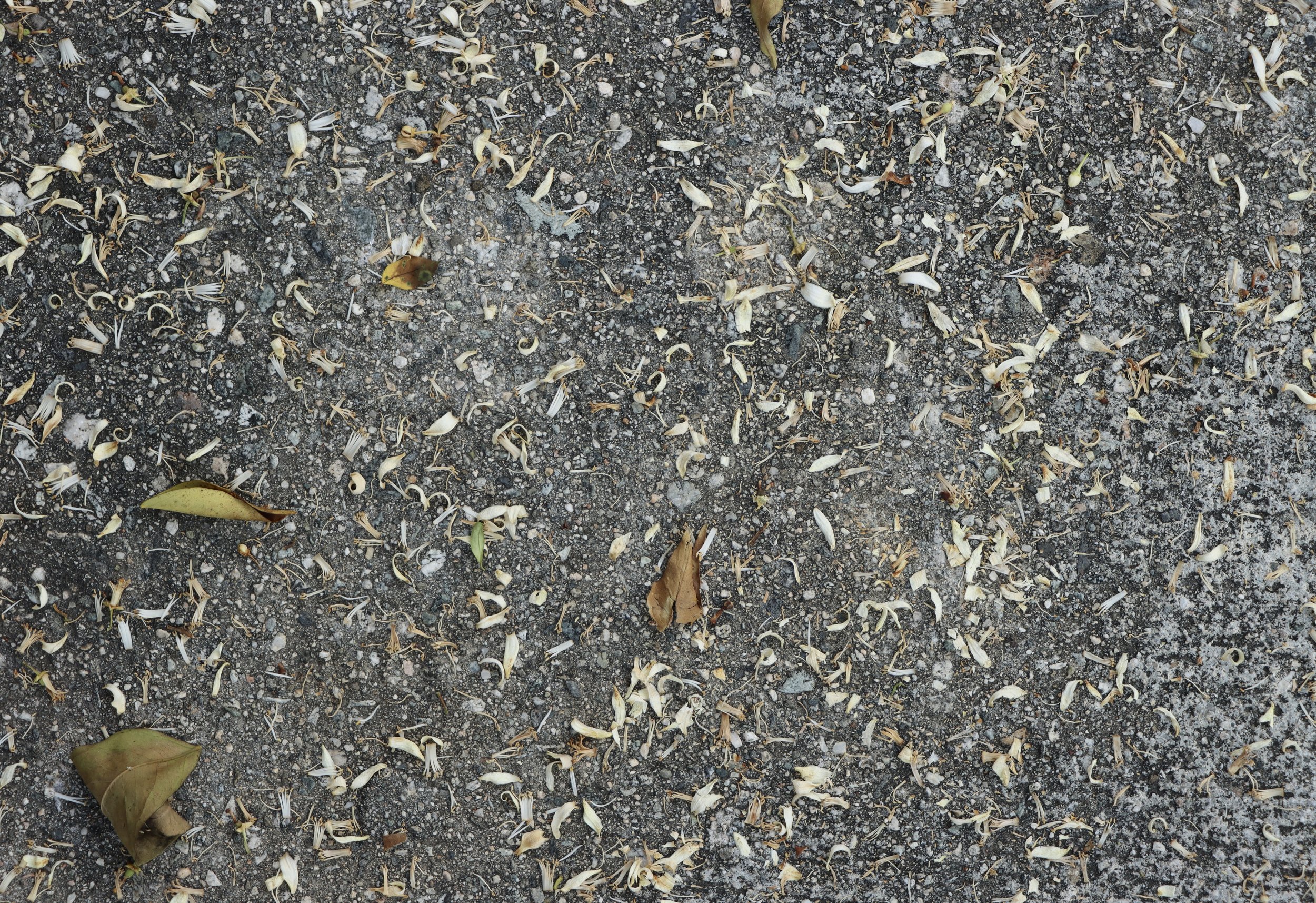 Paradise in the Shadows - Ink jet print 20"x16" 