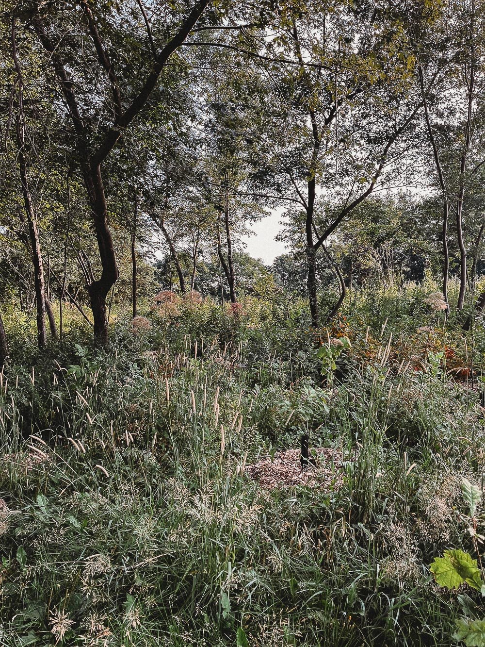 Jen Blanco Photography_Parc Félix-Leclerc-4.jpg
