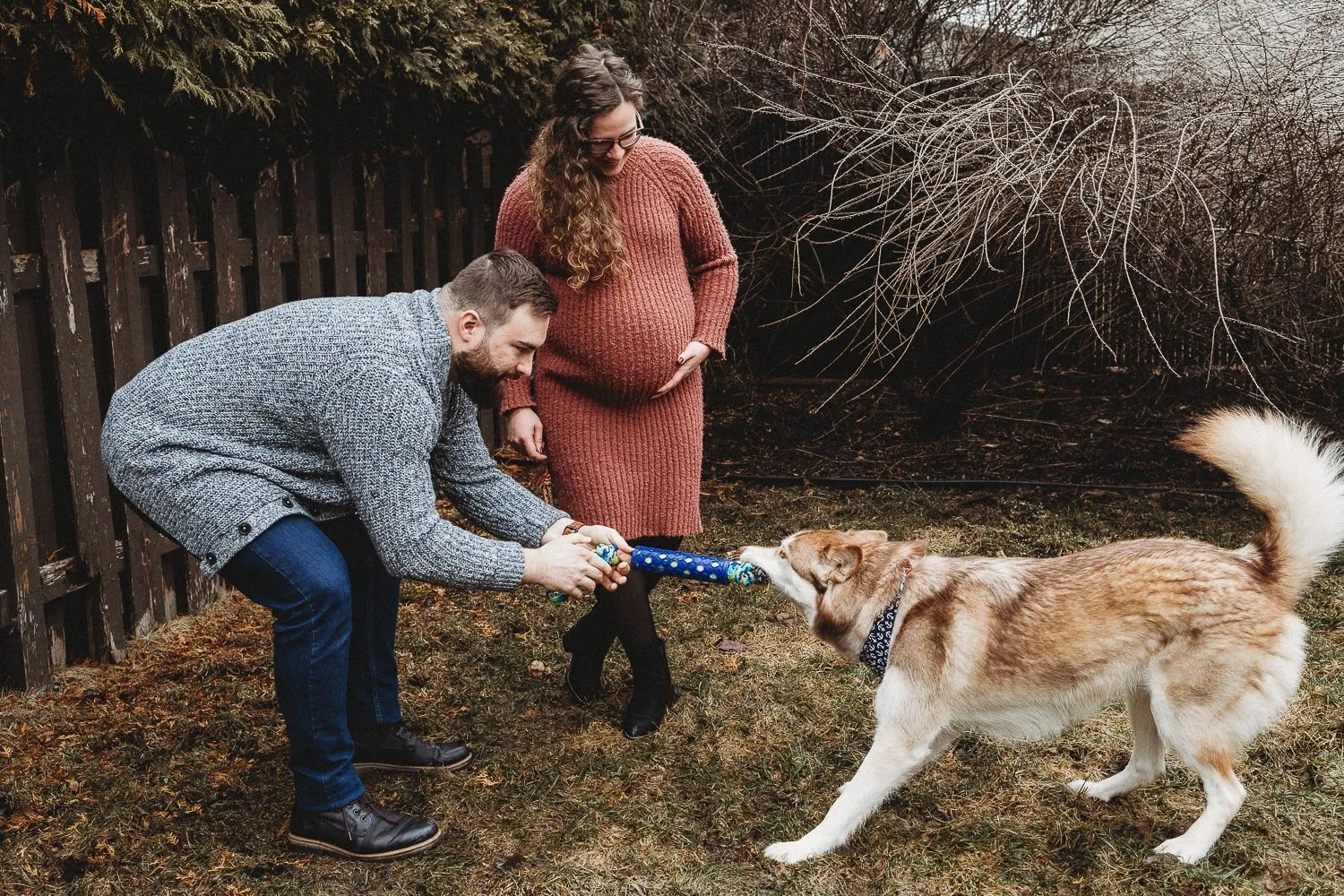 A man and a pregnant woman playing tug-of-war with a dog in a backyard, with a wooden fence and trees in the background during an in-home maternity photoshoot in Montreal