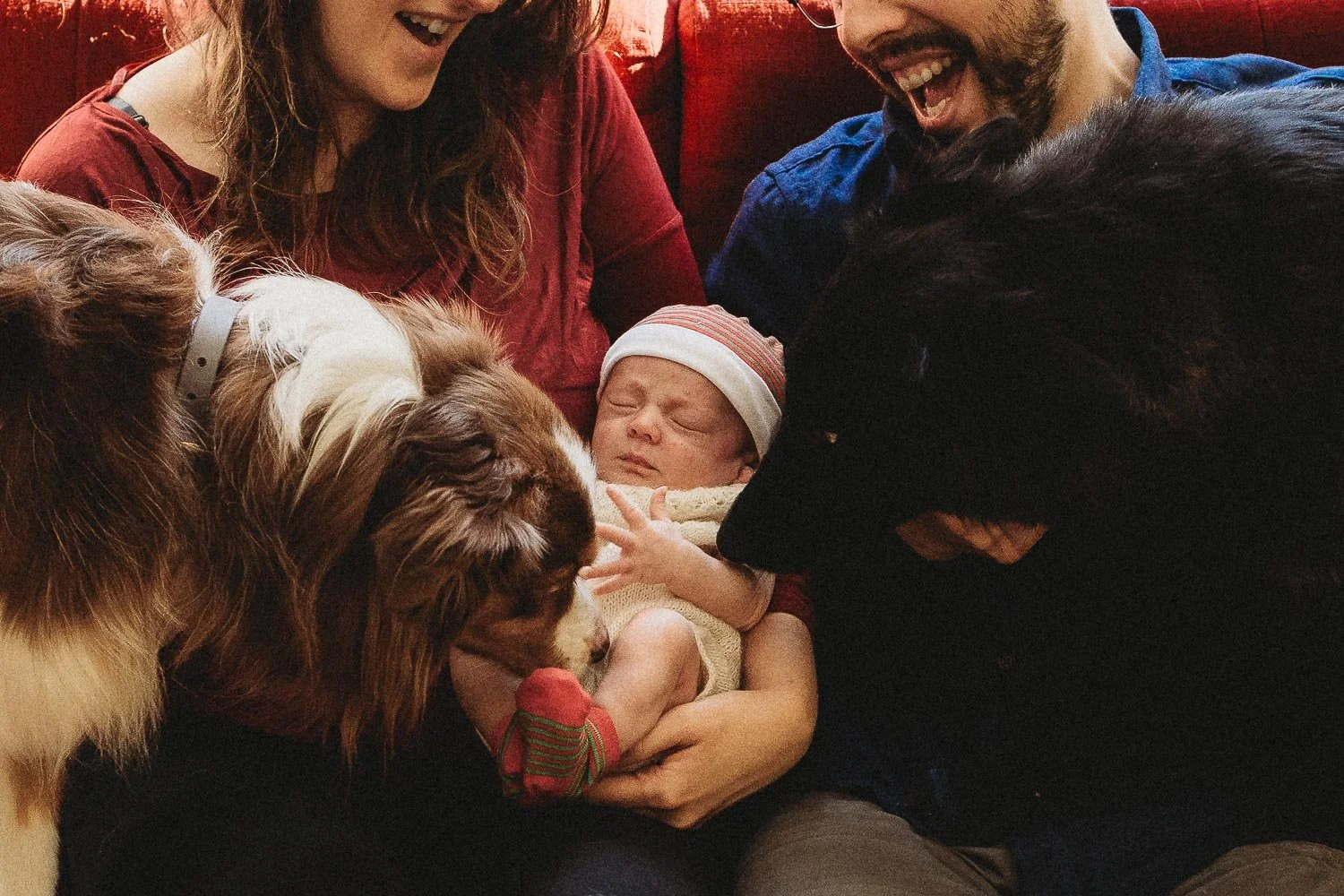 Mom and dad holding their baby boy while being smelled by their 2 dogs, one brown and white and the other one black. The parents are sore of laughing at the moment