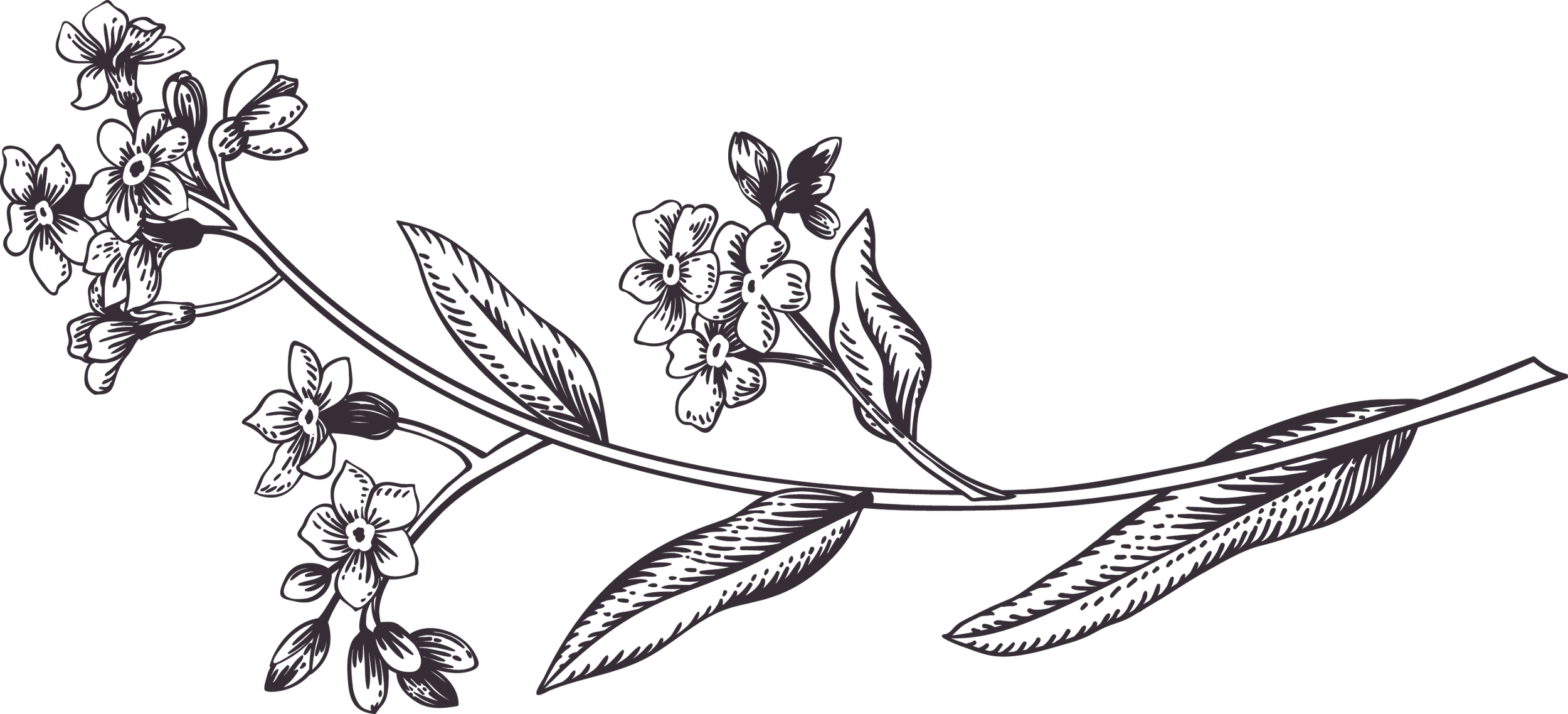 Elegant flower branch outline design for menu items on Three Creeks Kitchen + Cocktails website.