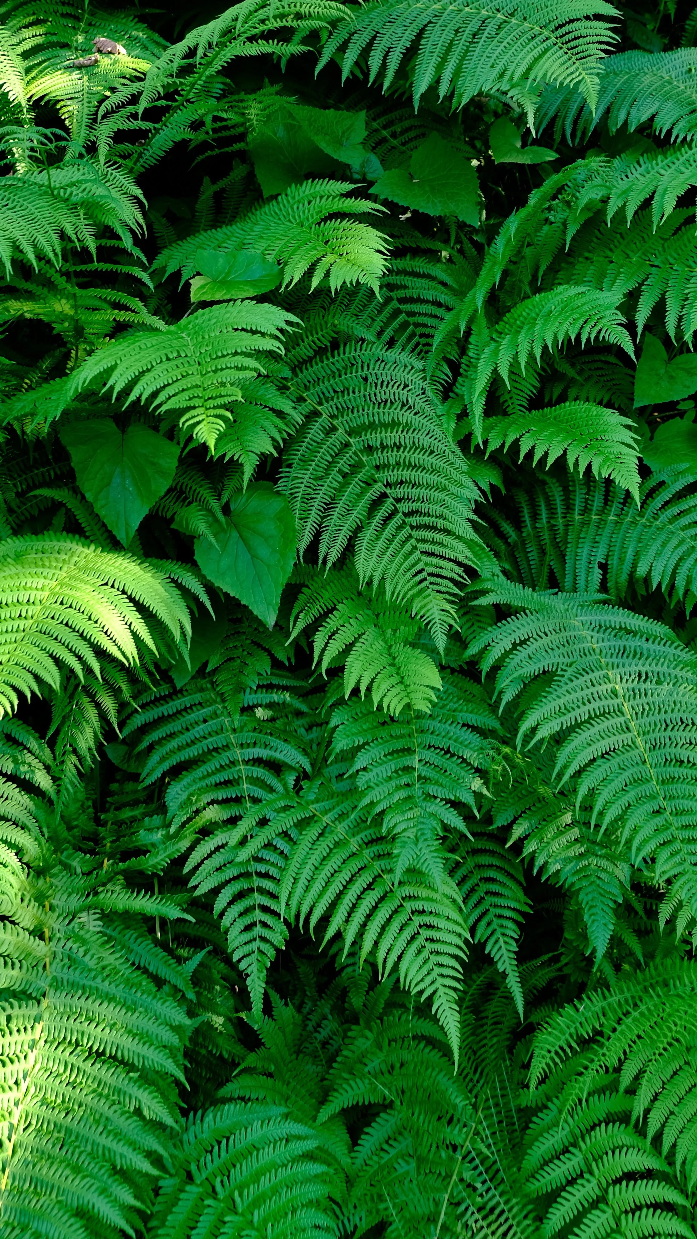 Photos of brightly colored ferns.jpg