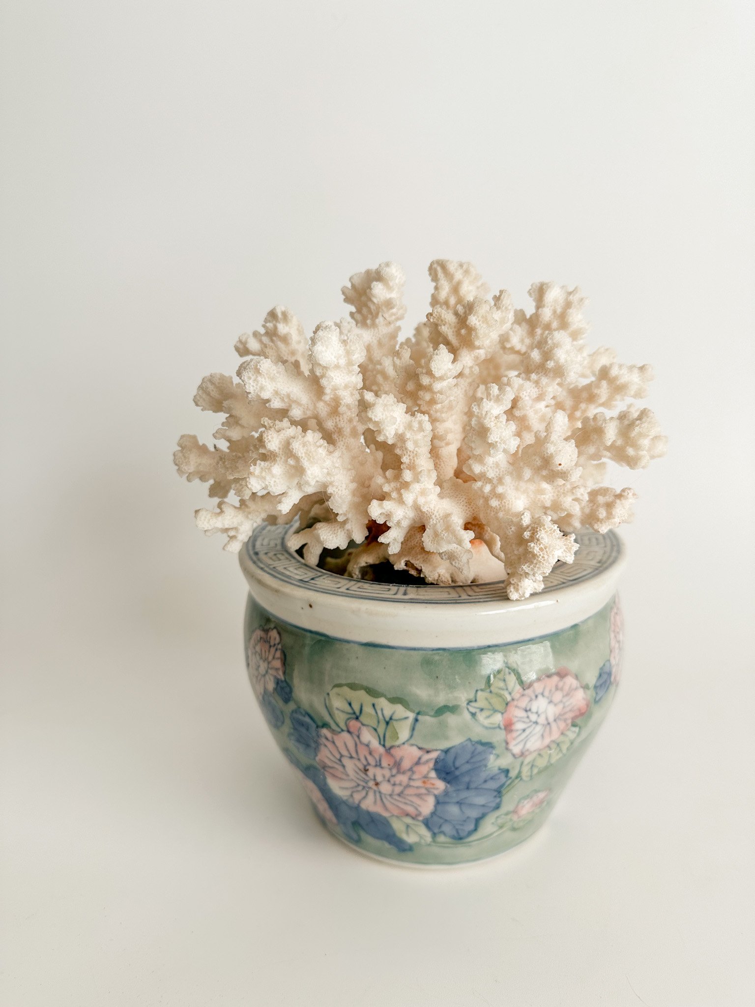 Medium Brownstem Coral