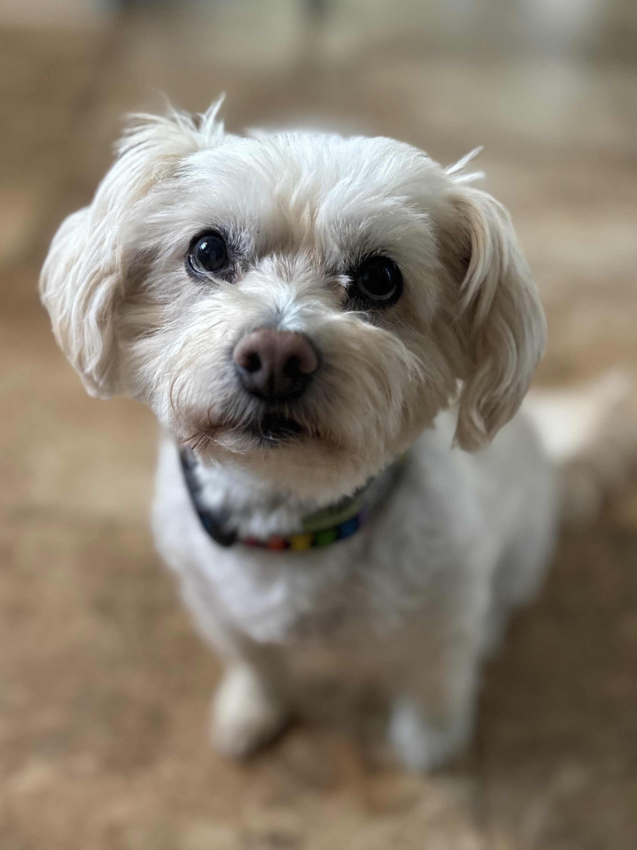 77142158170__C4F396A4-A195-4E8D-958A-228B5D9B72DE.fullsizerender.jpeg