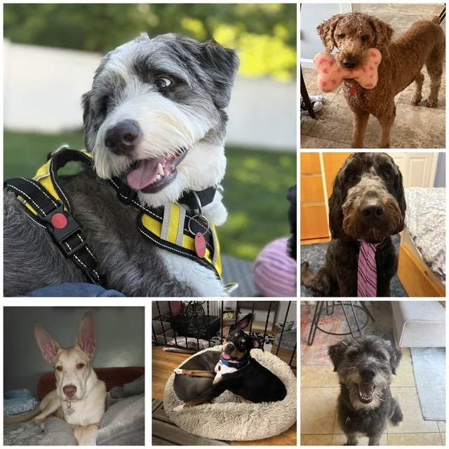 collage_export_61353E4B-8A4F-4161-AEE1-F25765CAC98F-2.JPG