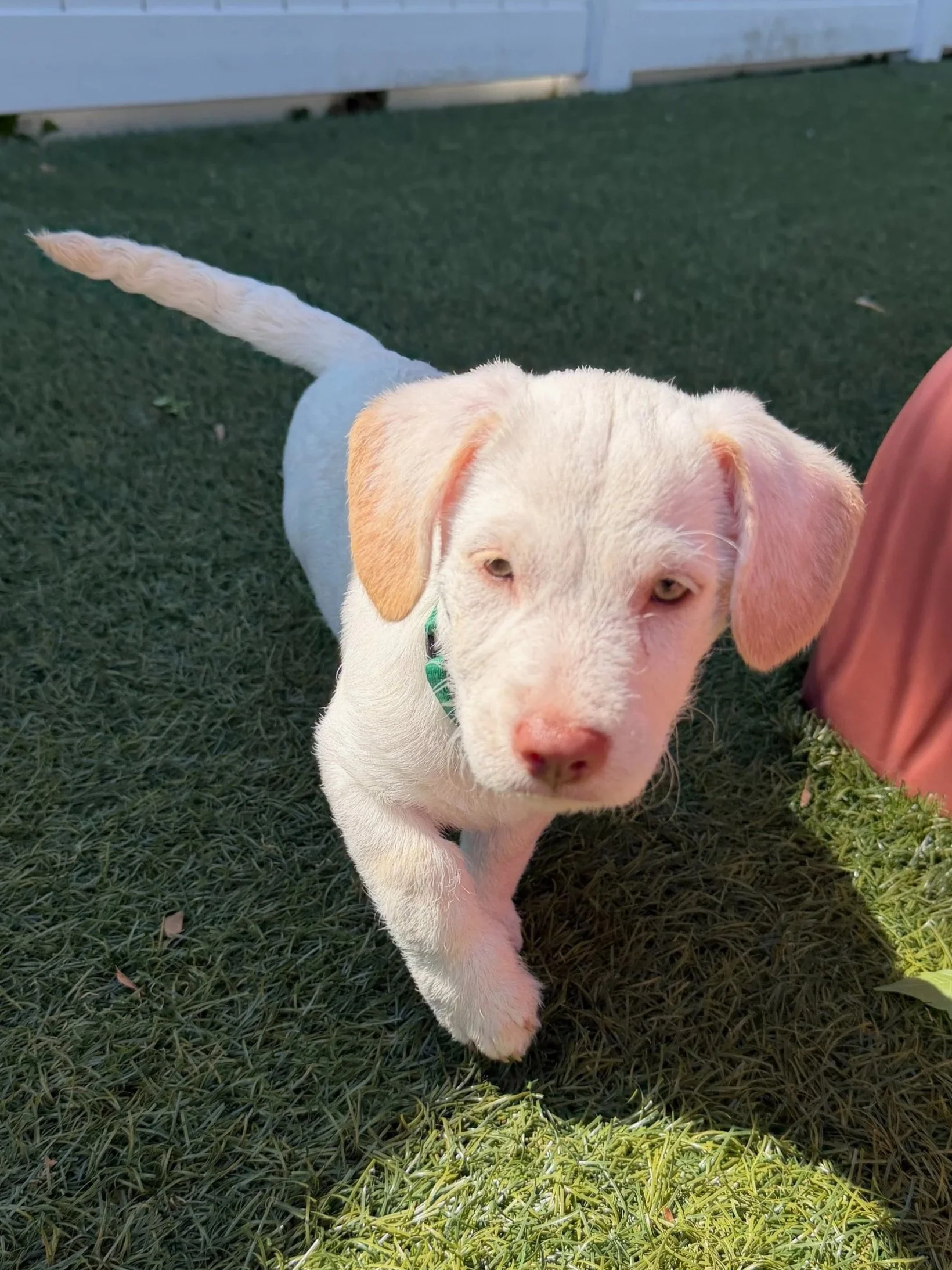 LOUIE