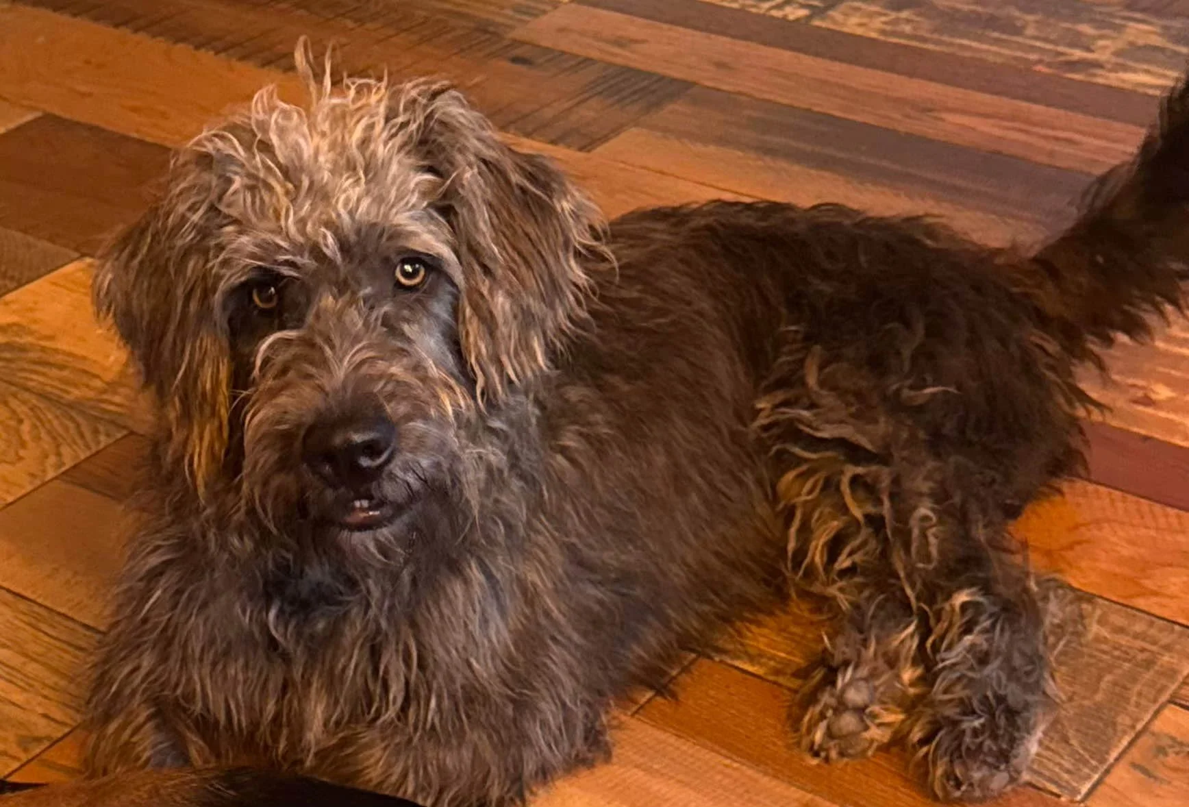 BOWIE
