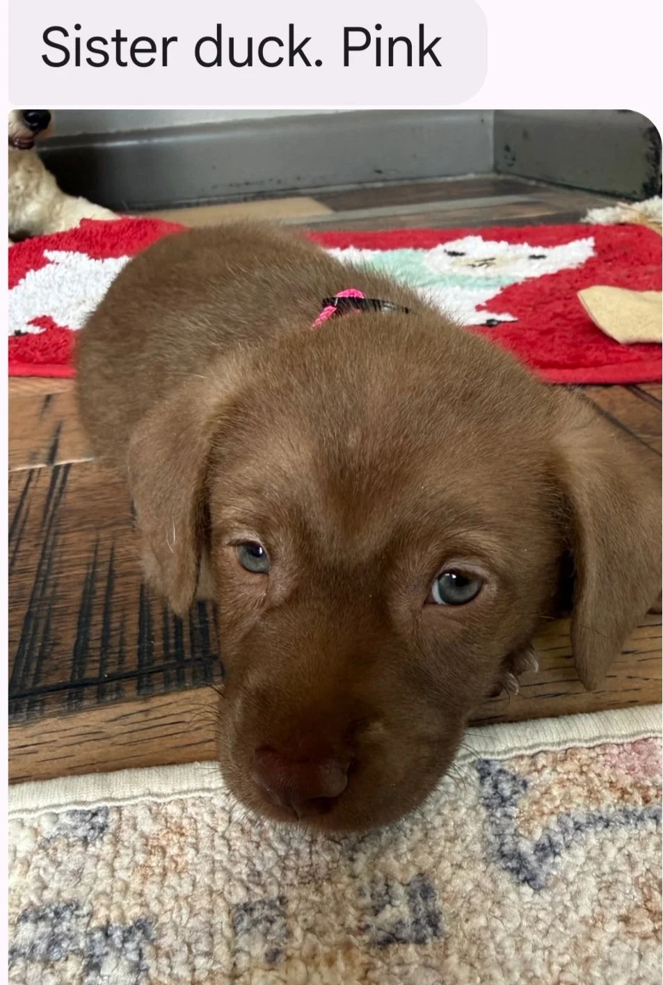 Dolly