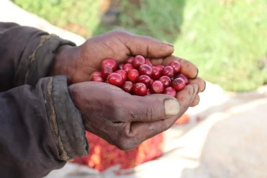 Ruarai_red_cherries-2026-02-17-221436.jpg