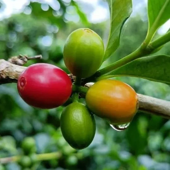 Cafe_Imports_El_Salvador_Finca_Los_Naranjos-2-2024-05-28-200004.jpg