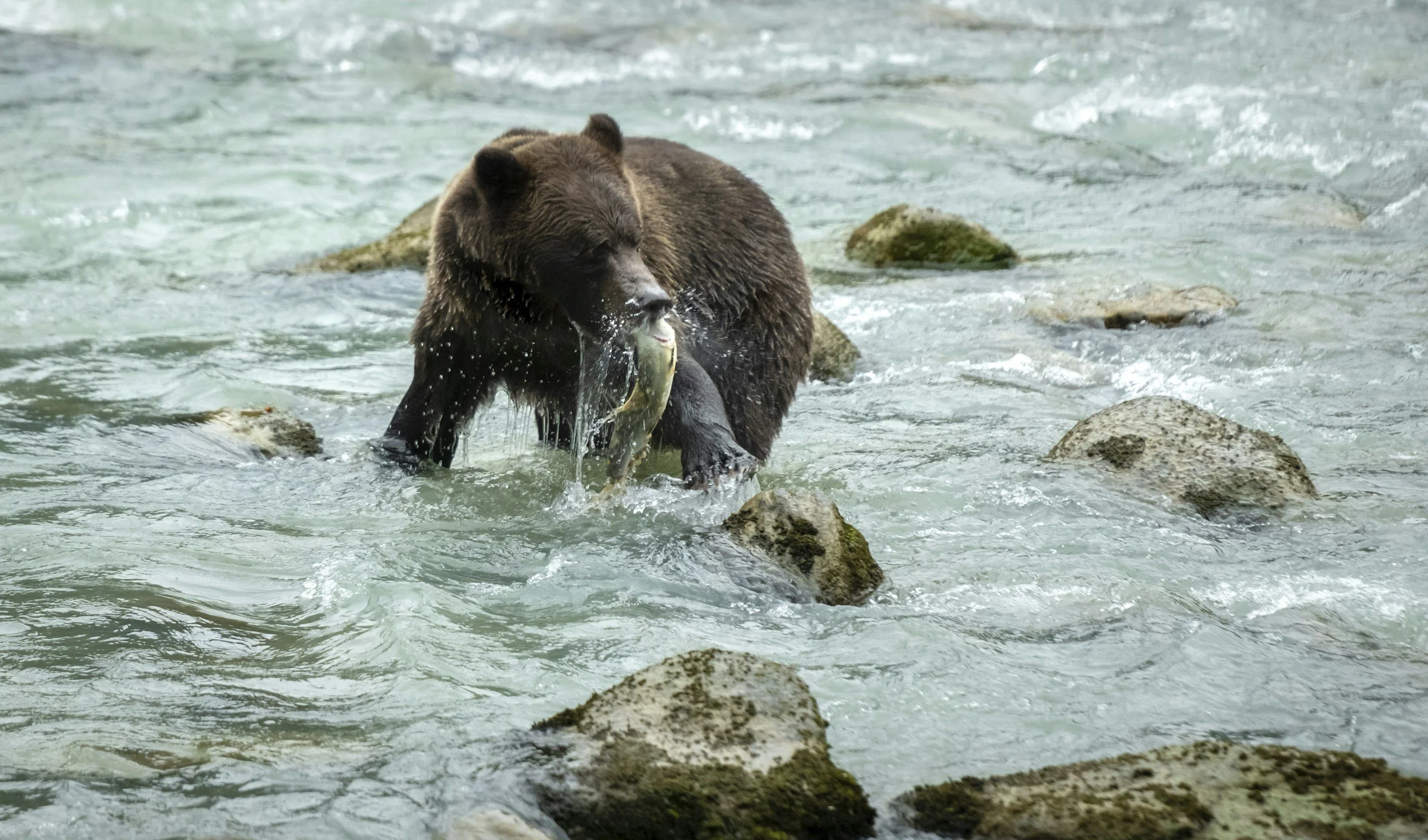 Grizzly bear catching salmon in Katmai National Park