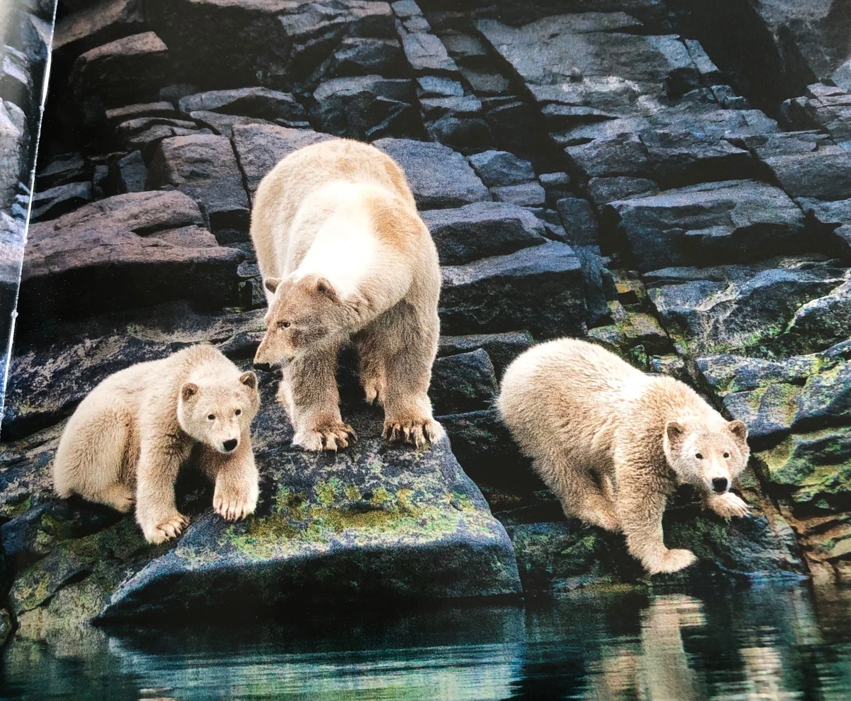 Polar bears at play_4.jpg