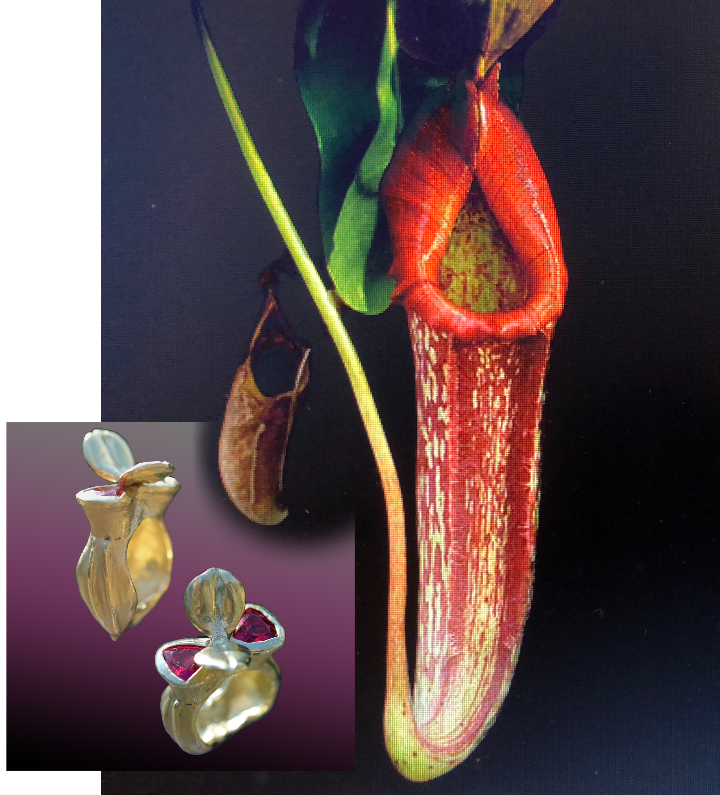 Rubellite Pitcher Plant Ring.PNG