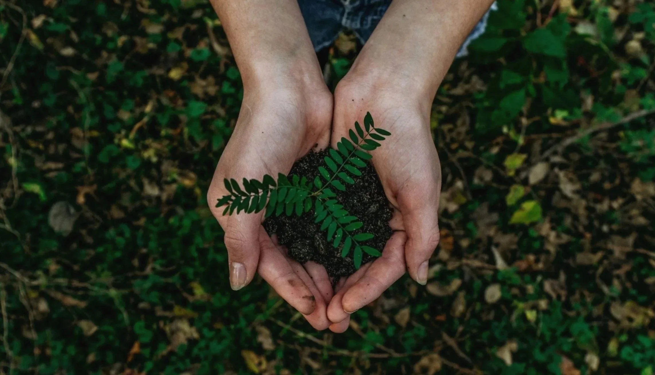Two hands holding soil and a green plant in a forest setting.