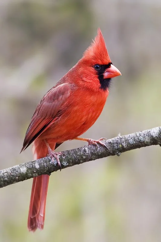 Cardinal bird representing persistent bookkeeping support and financial clarity for established businesses.