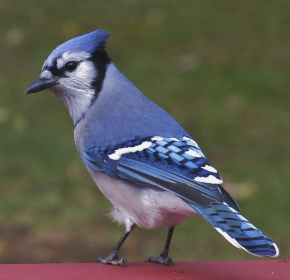Blue Jay illustration symbolizing full-service bookkeeping with personal care for multi-employee companies.
