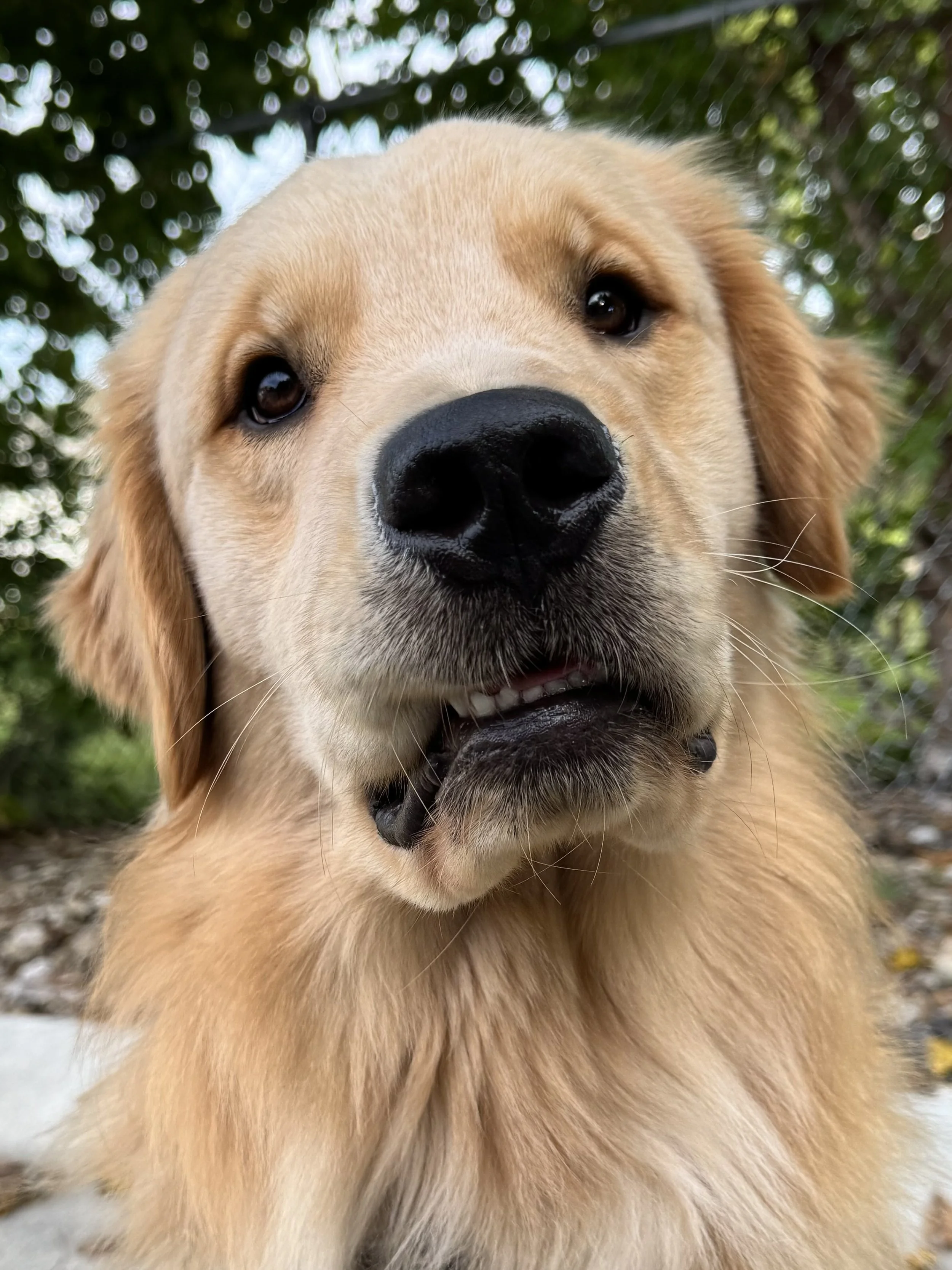 golden retriever with derpy face