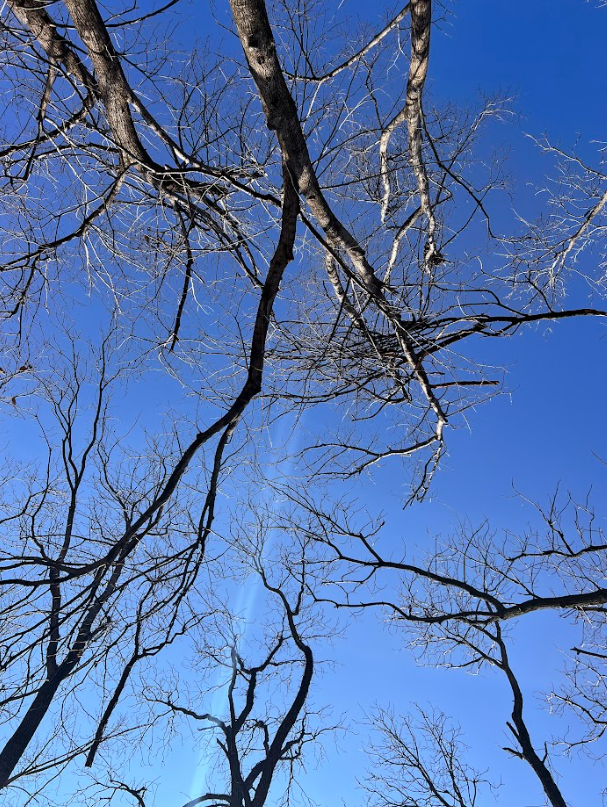 We are looking forward to a full canopy above us to provide shade in the Iowa summer. 