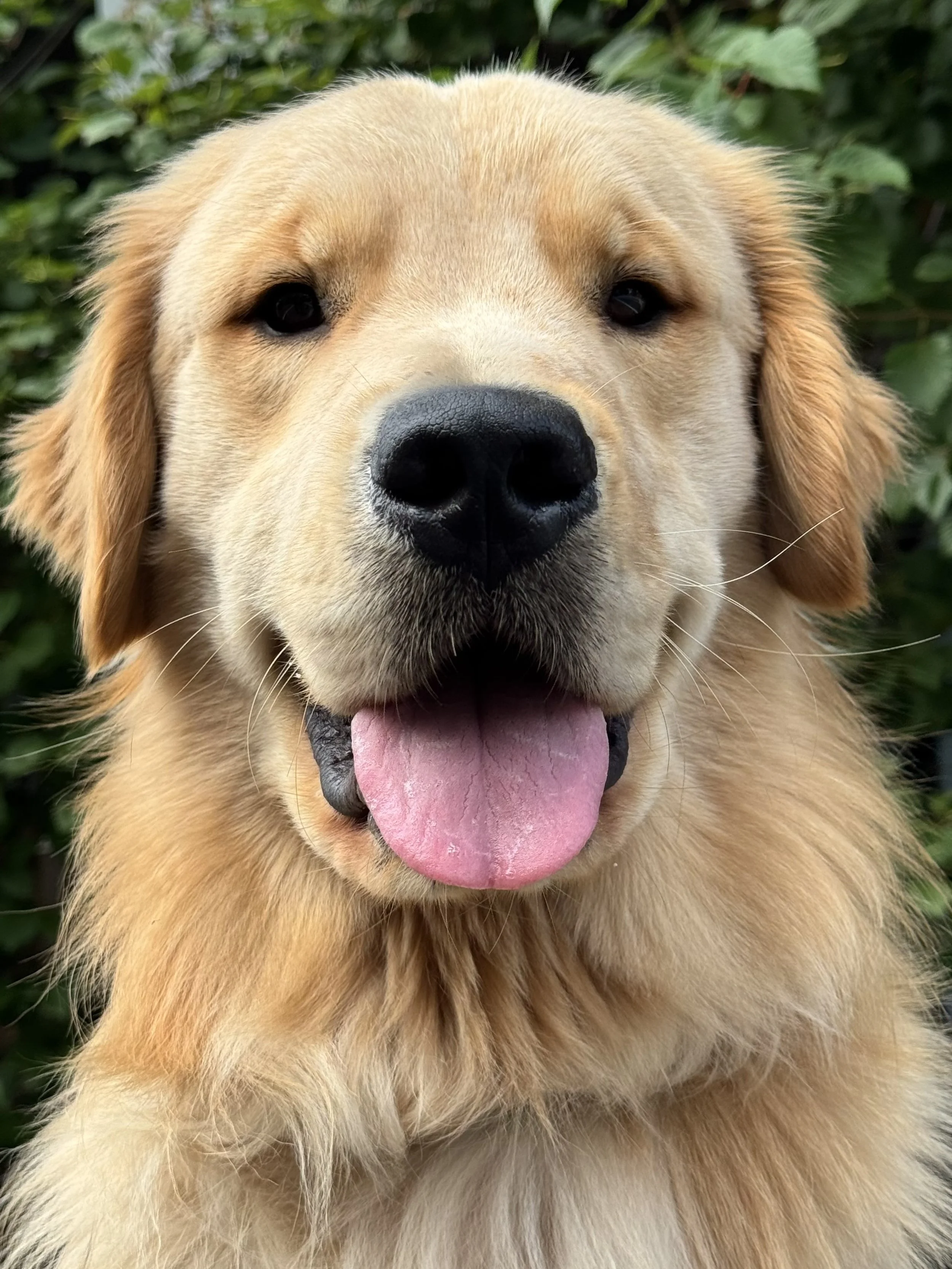happy golden retriever