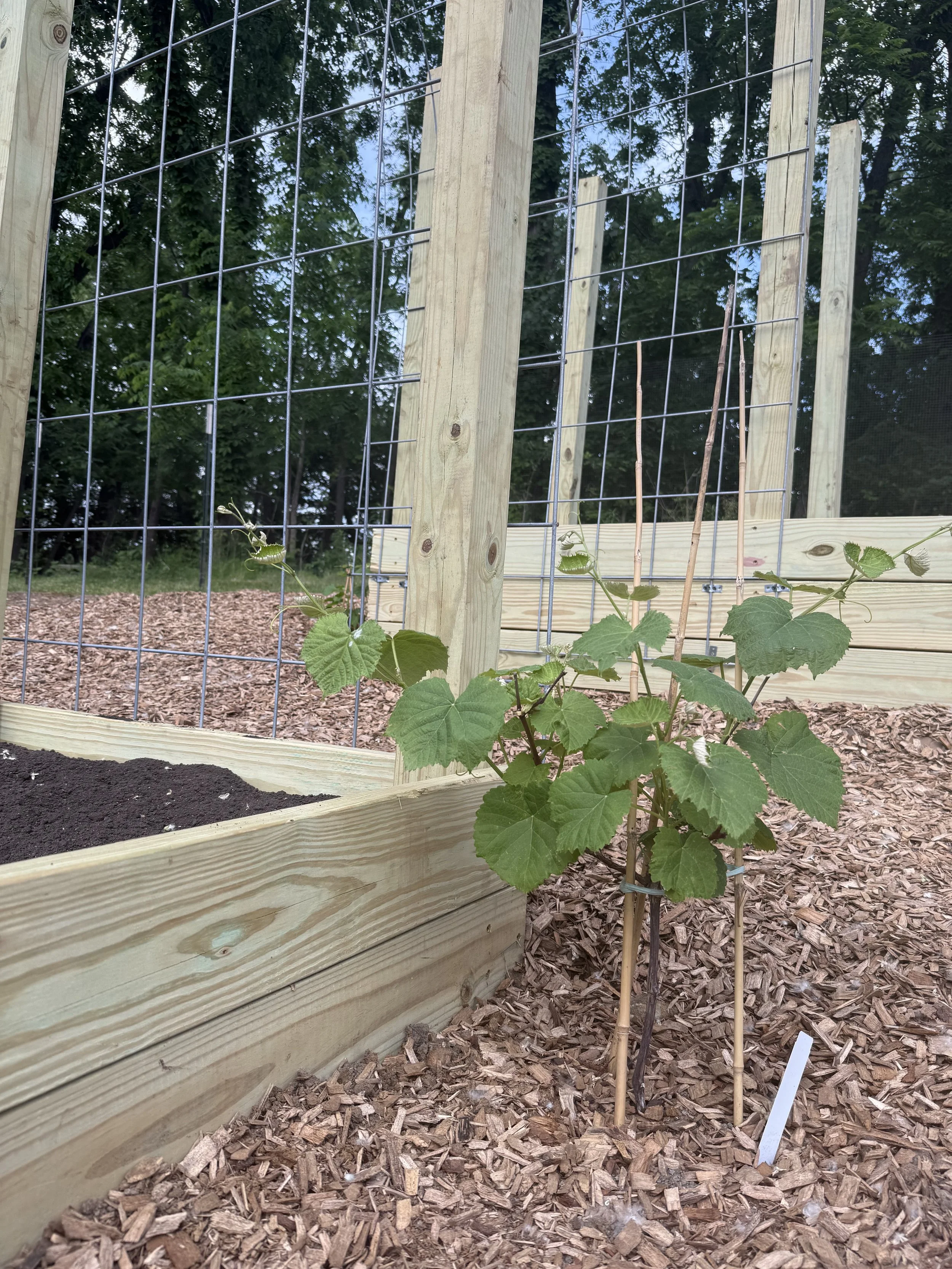 5.29.6 grape vine.jpeg