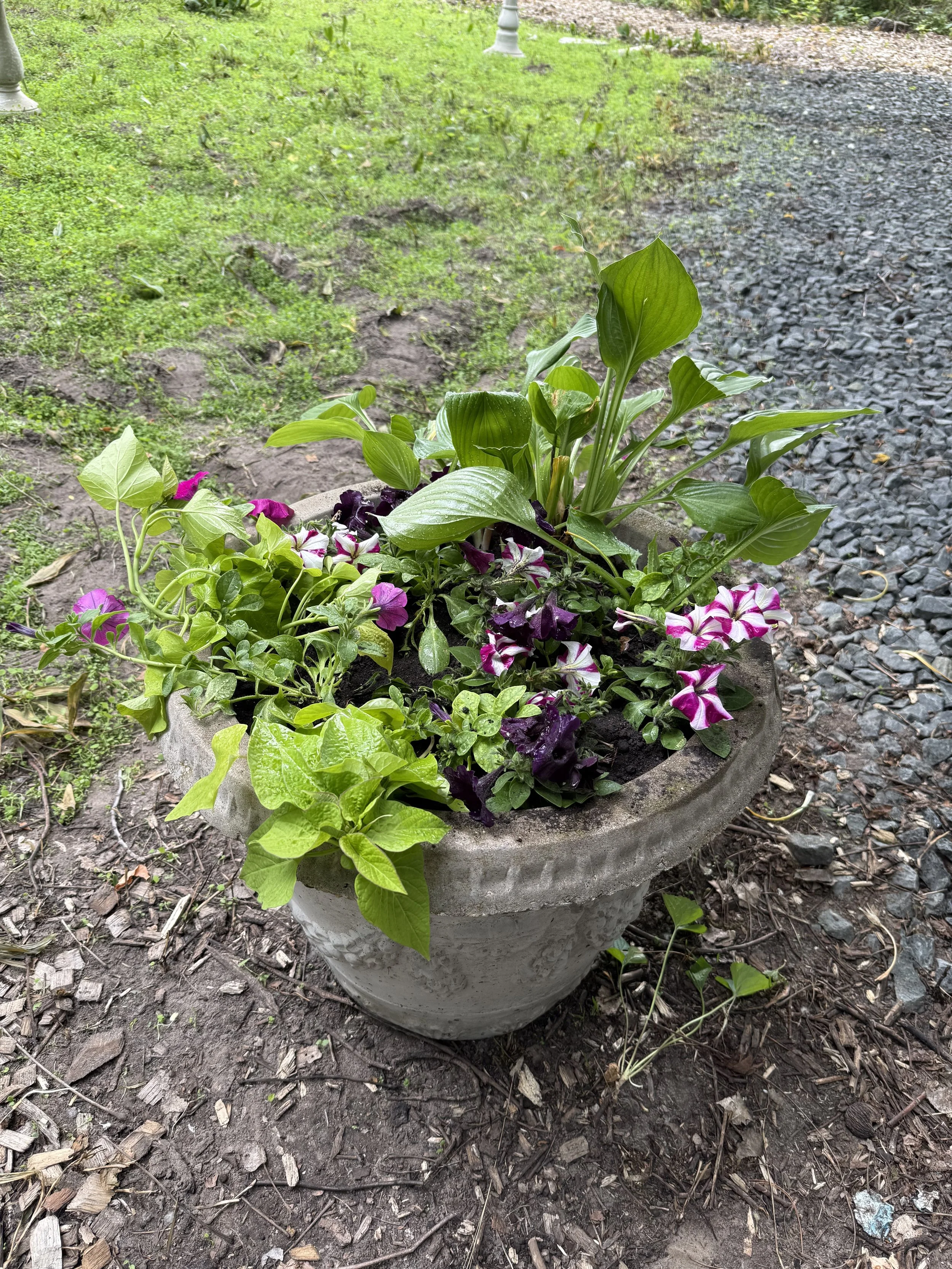 5.30.26 CPD plants.jpeg