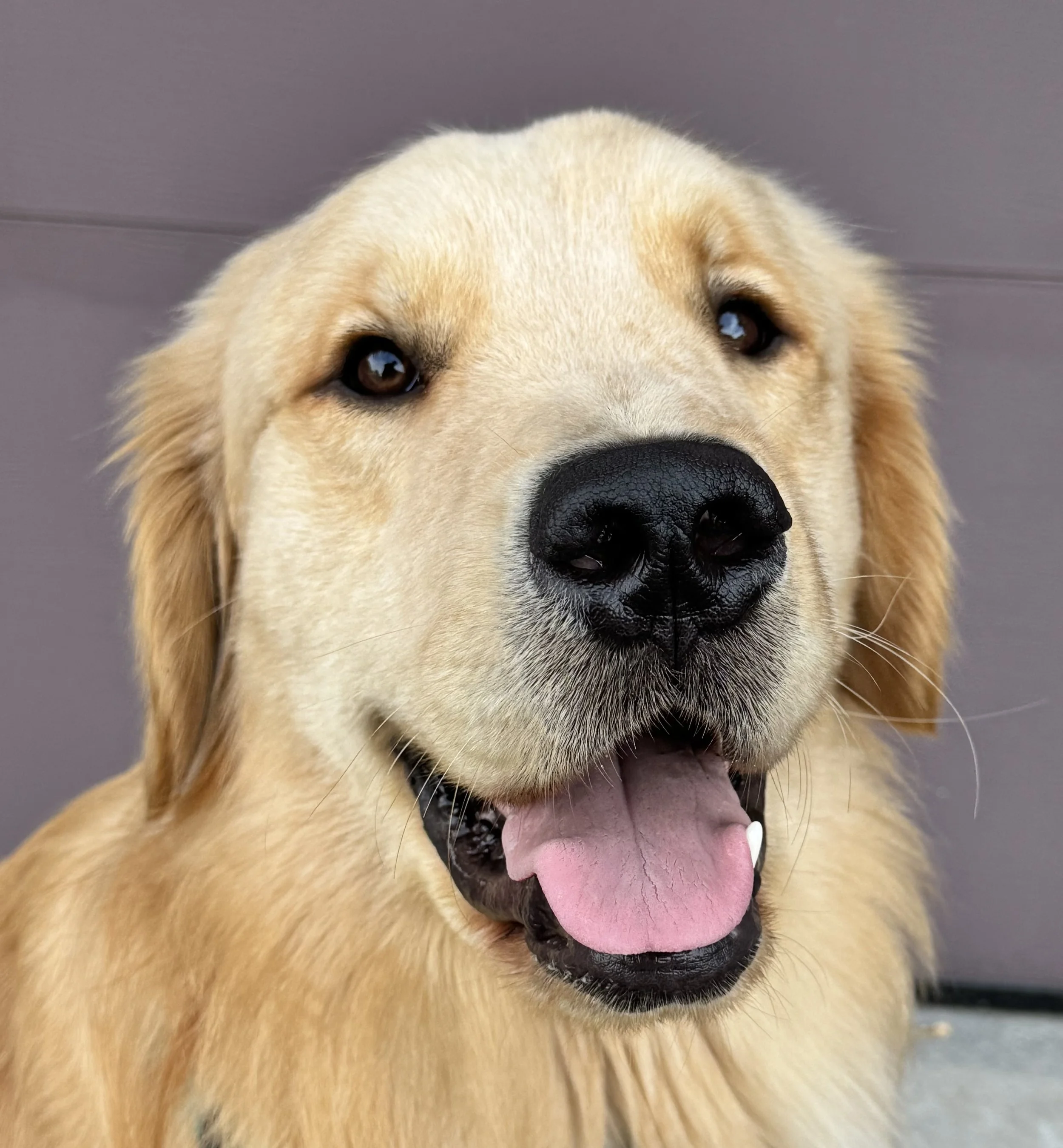 smiling golden retriever dog