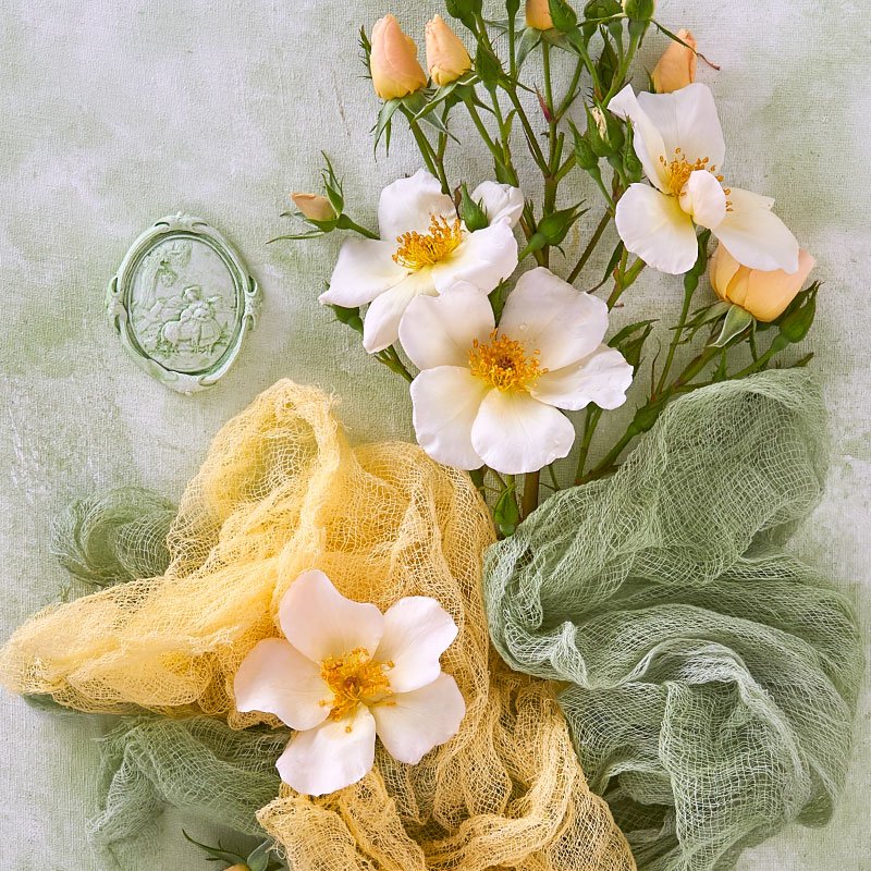 The Language of the Rose