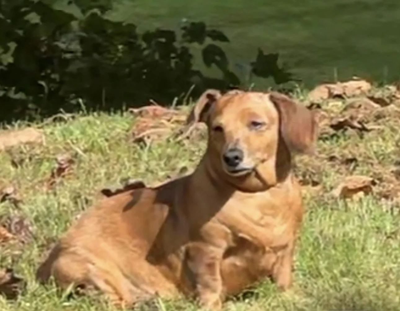 Dixie