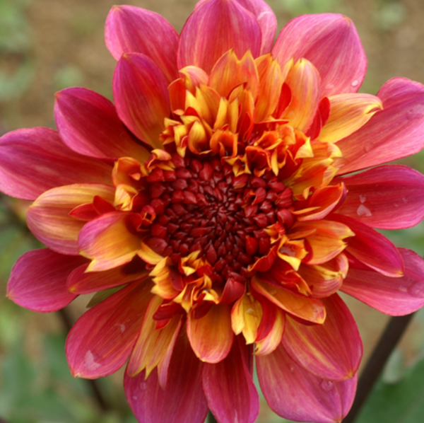 Dahlia Floorinor.png