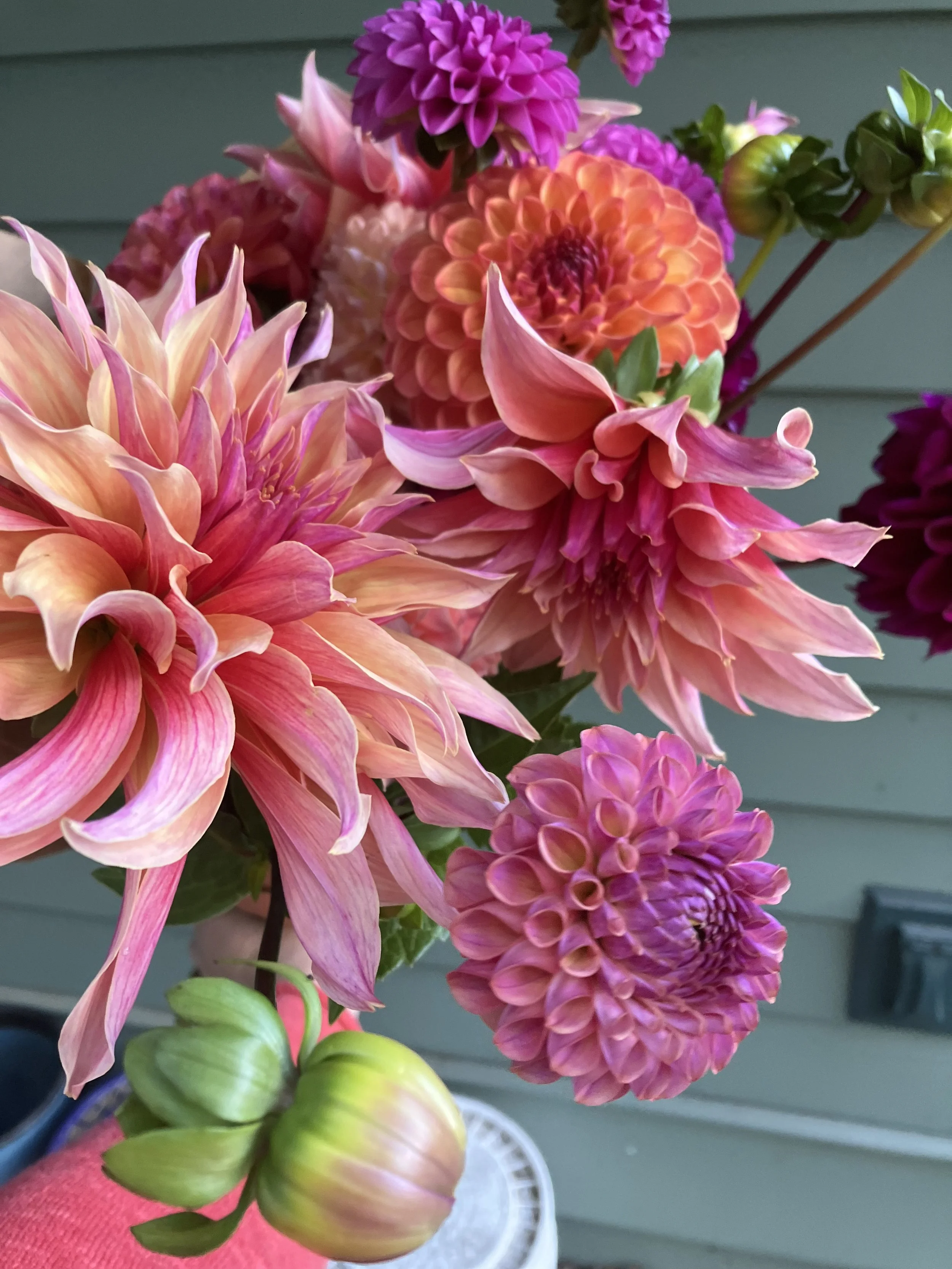Fall Dahlia Share (September and October 2027, Local Delivery Optional)