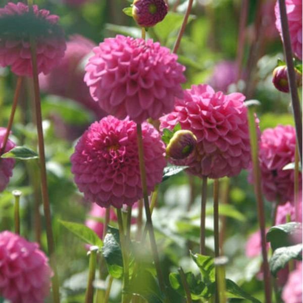 Dahlia Jan Van Schaffelaer.jpg