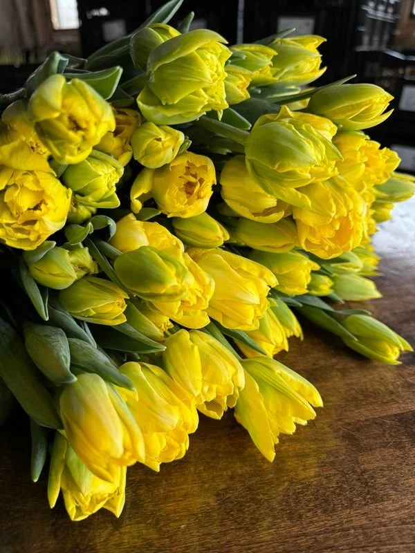 5C MarieJo Tulip.JPG