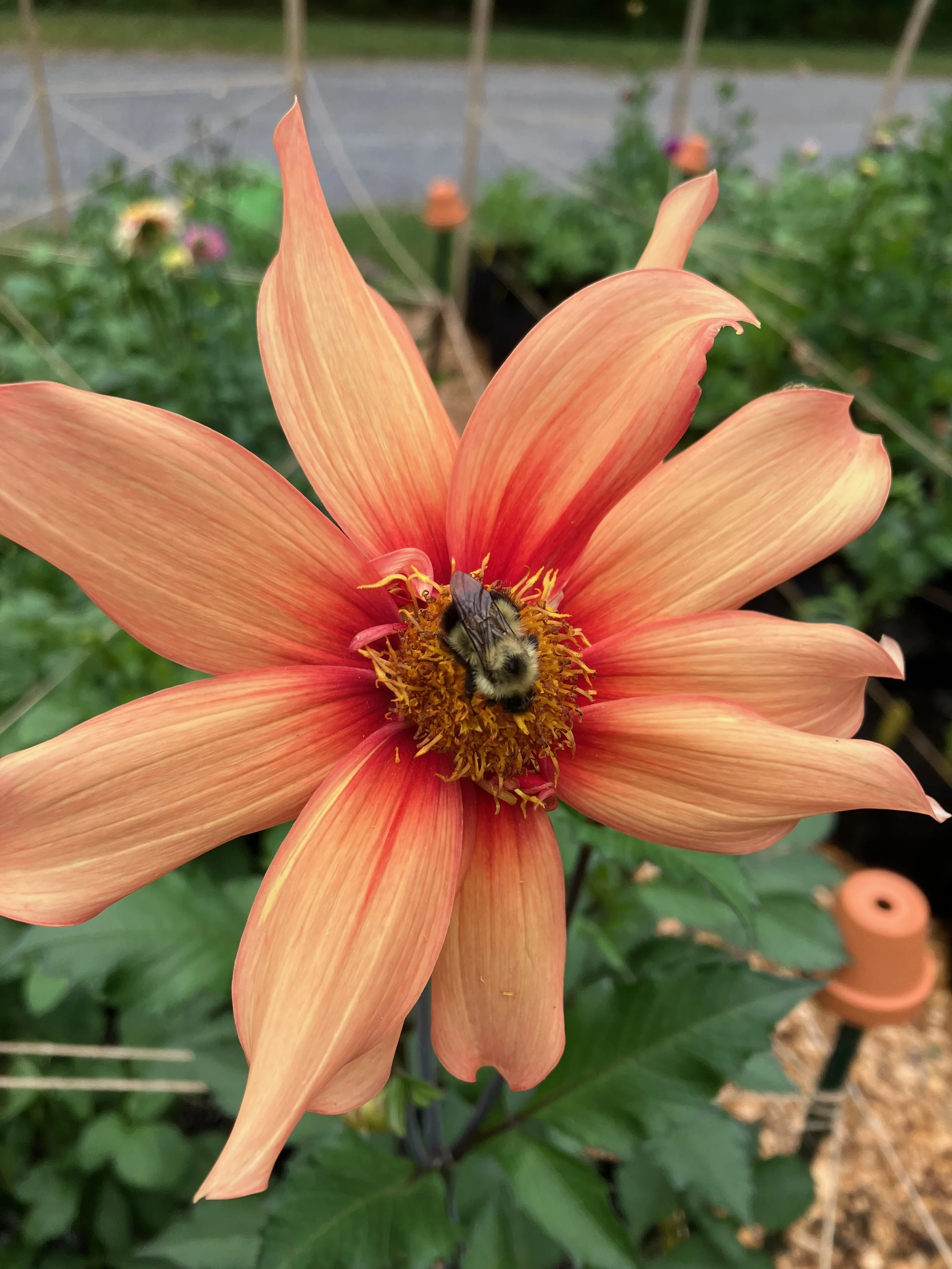 Dahliawithbee.jpeg