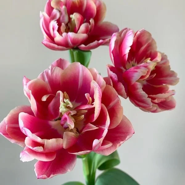 Columbus Tulip.JPG