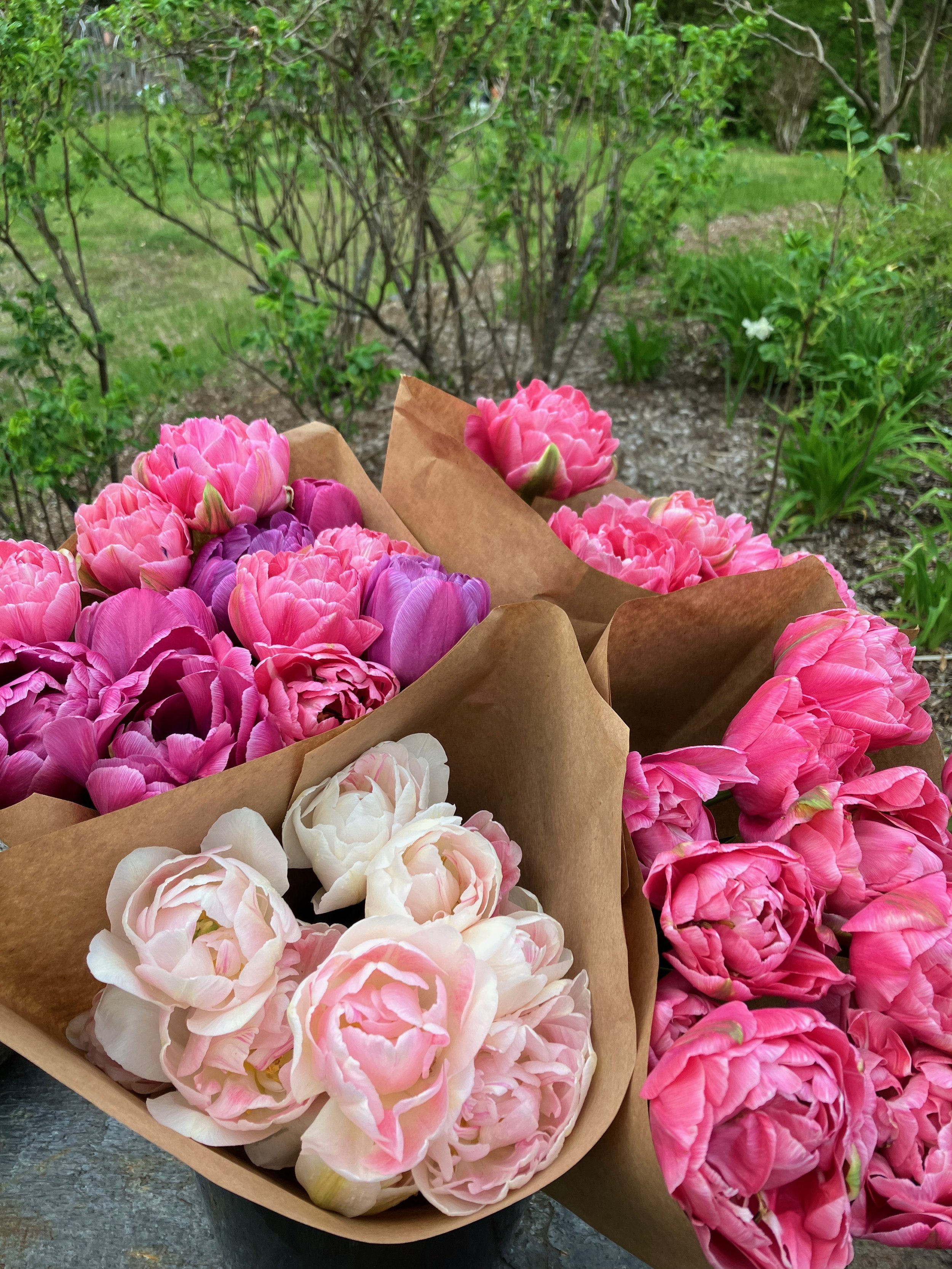 Tulip Pink Shades.jpeg