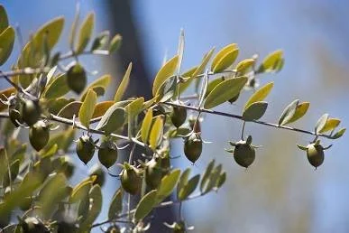 Beyond the Muscle: The Science of Why We Massage with Jojoba Oil