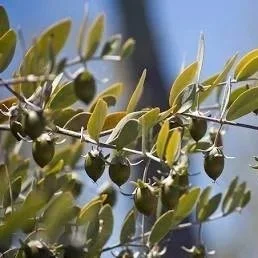 Beyond the Muscle: The Science of Why We Massage with Jojoba Oil
