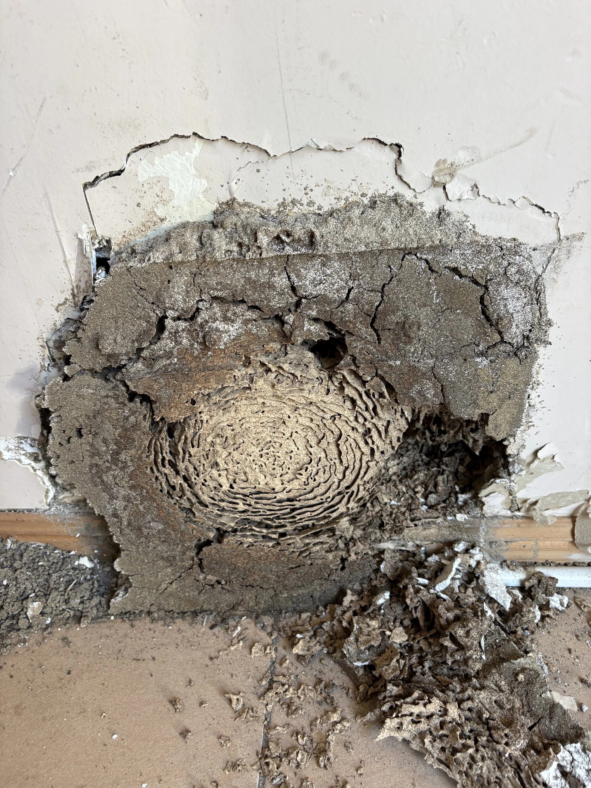 Termite damage Tallai QLD 1.jpeg